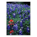 Texas Bluebonnets and Indian Paintbrush cards by theviewuphere Texas Bluebonnets and Indian Paintbrush cards