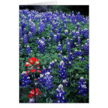 Texas Bluebonnets and Indian Paintbrush Greeting Cards