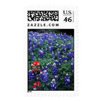 Texas Bluebonnets and Indian Paintbrush postage