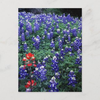 Texas Bluebonnets and Indian Paintbrush postcard