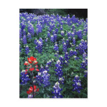 Texas Bluebonnets and Indian Paintbrush postcards