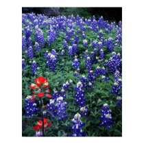 Texas Bluebonnets and Indian Paintbrush posters
