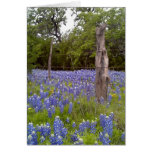 Texas Bluebonnets and Natural Wood Fence post Greeting Card Texas Bluebonnets and Natural Wood Fence post Greeting Card