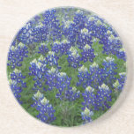 Texas Bluebonnets Field Photo Drink Coaster