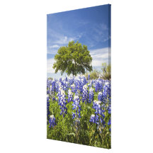 Texas bluebonnets(lupinus texensis) and oak gallery wrap canvas