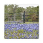 Texas Bluebonnets Magnet