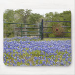 Texas Bluebonnets