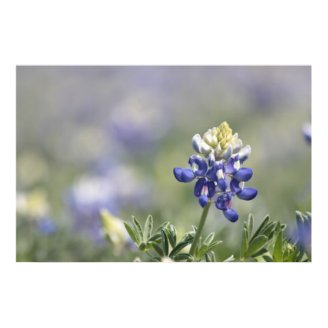 Texas Bluebonnets Photograph Series #10 Poster