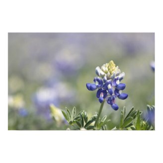 Texas Bluebonnets Photograph Series #10 Poster