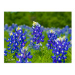 Texas bluebonnets postcards