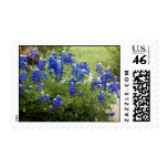Texas Bluebonnets Postage Stamp