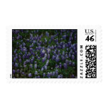 Texas Bluebonnets Stamps