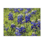 Texas Bluebonnets Postcard