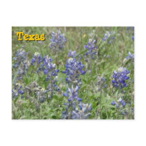 Texas Bluebonnets postcards