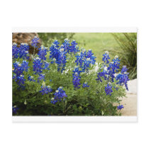 Texas Bluebonnets postcards