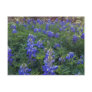TEXAS BLUEBONNETS POSTCARD TEXAS BLUEBONNETS POSTCARD