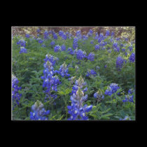 TEXAS BLUEBONNETS postcards