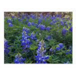 TEXAS BLUEBONNETS POSTCARD