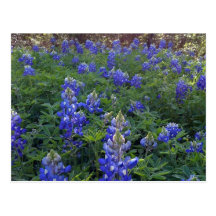 TEXAS BLUEBONNETS POSTCARD