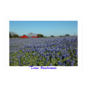 Texas Bluebonnets posters