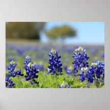 Texas Bluebonnets Poster