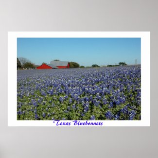 Texas Bluebonnets zazzle_print