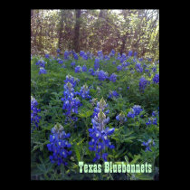 TEXAS BLUEBONNETS posters