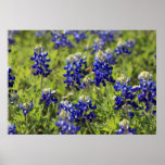 Texas Bluebonnets Poster