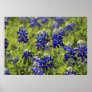 Texas Bluebonnets Poster