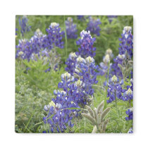 Texas Bluebonnets Series #2 Refrigerator Magnet