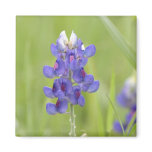 Texas Bluebonnets Series #3 Refrigerator Magnets