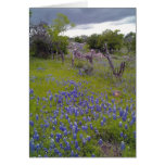 Texas Bluebonnets under a Stormy Sky Cards Texas Bluebonnets under a Stormy Sky Cards