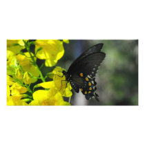 Texas Butterfly photo cards by fairygirlbooks Texas Butterfly photo cards
