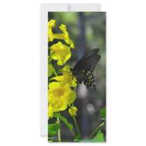 Texas Butterfly rack cards by fairygirlbooks Texas Butterfly rack cards