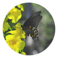 Texas Butterfly Round Stickers