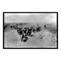 Texas Cattle Drive posters