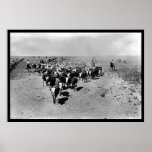 Texas Cattle Drive posters