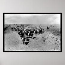 Texas Cattle Drive Print