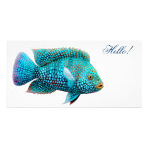 Texas Cichlid Fish Photo Card photo cards