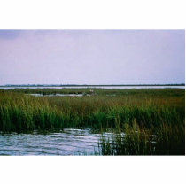 Texas Coastal Estuary photo sculptures by animalpark Texas Coastal Estuary photo sculptures