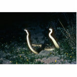 Texas Diamondback Rattlesnakes