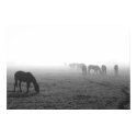 Texas Fog posters