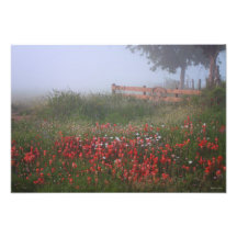 Texas Foggy Morning Wildflowers Art Photo