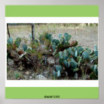 texas hill country cactus posters