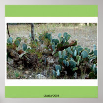 texas hill country cactus posters