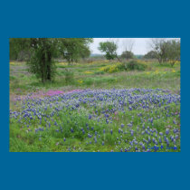 Texas Hill Country Print posters