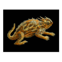 Texas Horned Lizard Post Cards