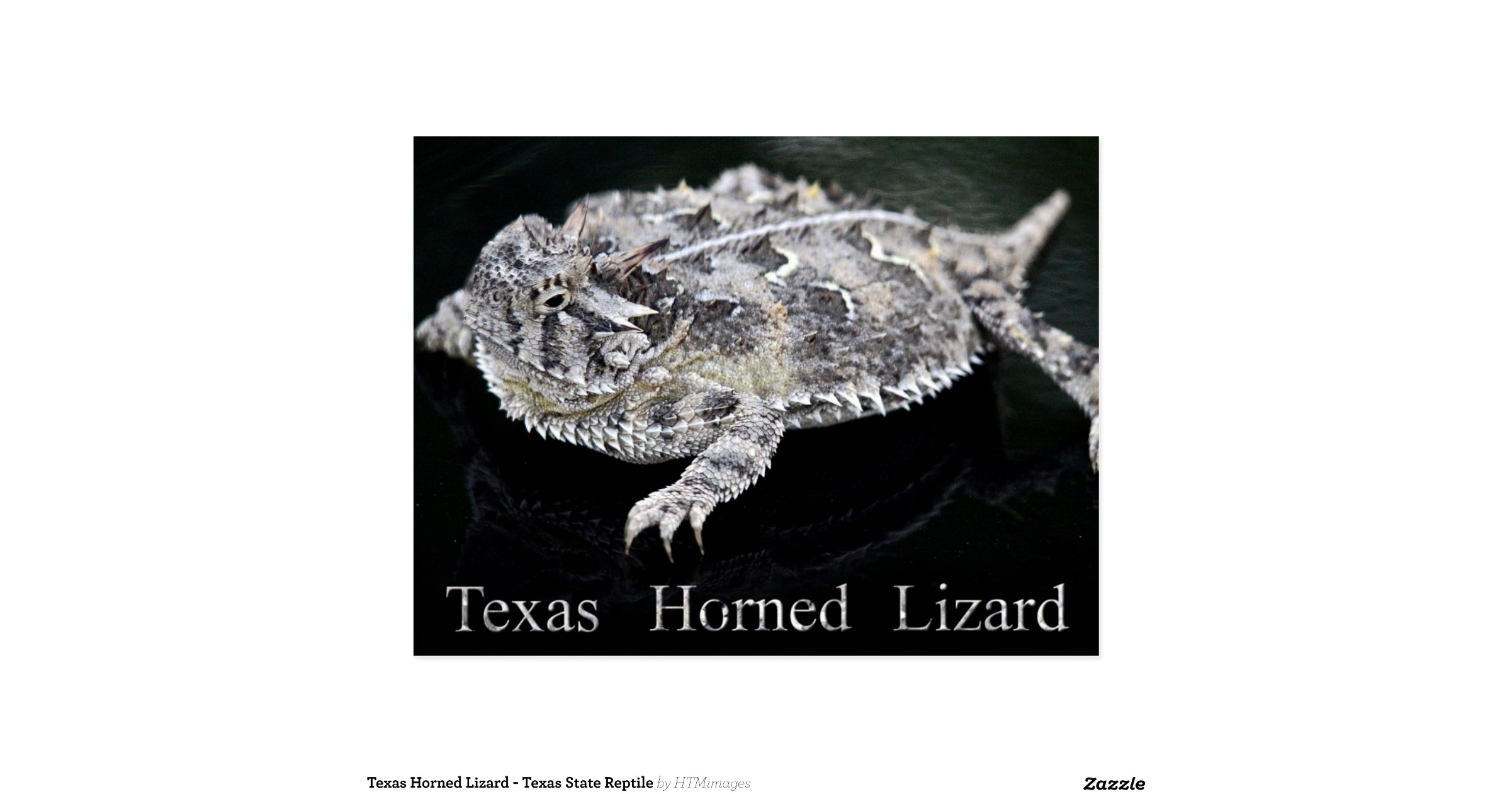 texas_horned_lizard_texas_state_reptile_postcard