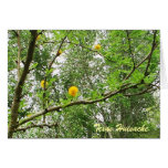 Texas Huisache Card