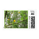 Texas Huisache Postage